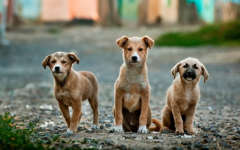 kangal shepherd dog lifespan