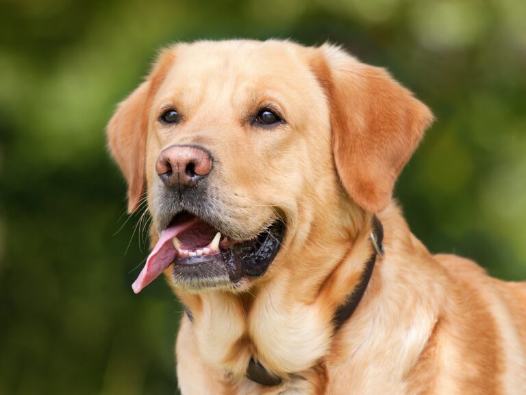 Kangal Shepherd Dog