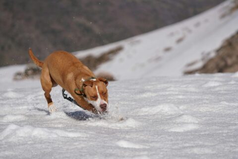 All American Dog Breed