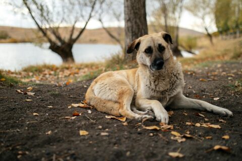 Import Kangal Dog