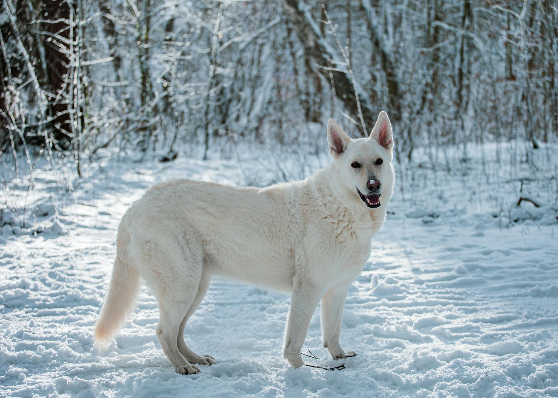 white swiss shepherd dog